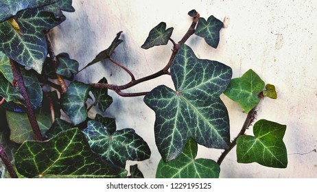 Poison Ivy Branch With Dark Green Leaves On A White Background, Ivy Wall Pattern, Nostalgic Garden Background, Brno, Czech Republic, 26 March 2017