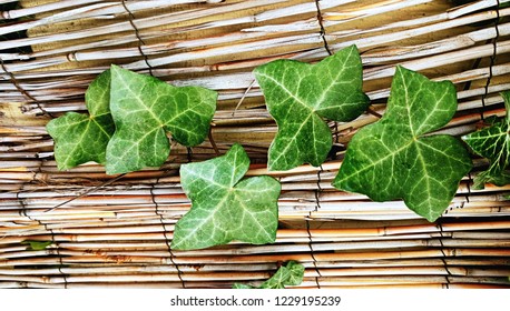 Poison Ivy Branch With Green Leaves On A Light Bamboo Background, Ivy Wall Pattern, Nostalgic Garden Background, Brno, Czech Republic, 26 March 2017