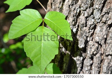 Poison ivy is a climbing plant frequently seen attached to trees. It is identified with three leaves and causes allergic reactions. Green leaves pictured against tree bark for easy identification.