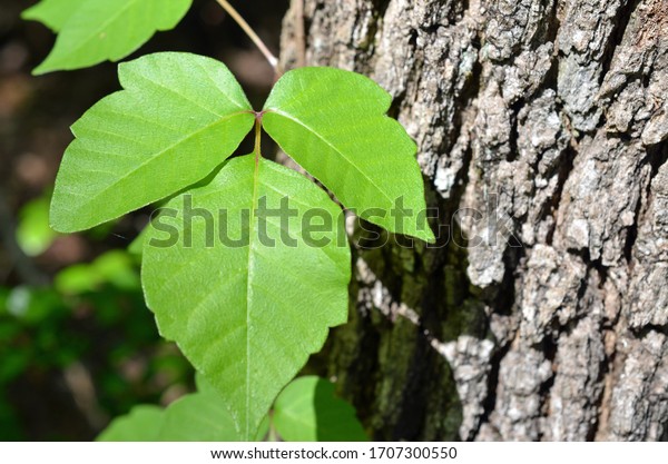 Poison ivy is a climbing plant frequently\
seen attached to trees. It is identified with three leaves and\
causes allergic reactions. Green leaves pictured against tree bark\
for easy identification.