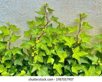 Poison Ivy Is Climbing The White Wall.