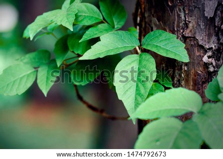 Poison ivy growing on a pine tree