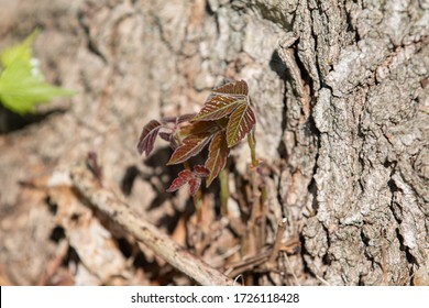 Poison Ivy Growing On A Tree