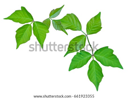 Poison Ivy Isolated to Provide Positive Identification 