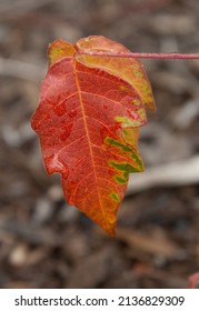 Poison Ivy Leaf With Autumn Color