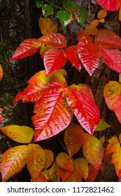 Poison Ivy Leaves