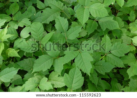  Poison ivy leaves (disambiguation)