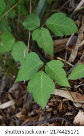 Poison Ivy Leaves In A Field