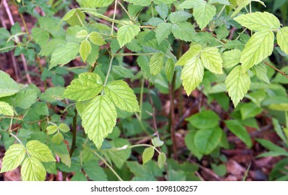 Poison Ivy Leaves In The Woods