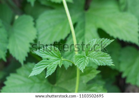 poison ivy plant