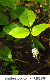 Poison Ivy Plants Growing In Forest - Common Poisonous Plant In North America