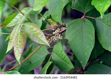 Poison Ivy (Toxicodendron Radicans) In Full Bloom. A Common Toxic Plant That Causes Skin Rash Can Be Identified By Three Leaf Leaflets.