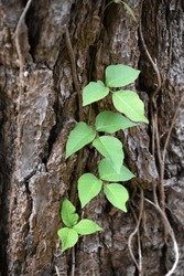 Poison Ivy Vine Climbing Up The Bark Of A Tree Trunk.