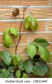 Poison Ivy Vine Growing Up A Brick Wall.