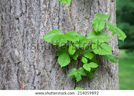 Poison ivy vine growing up the side of a mature tree.