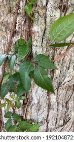 Poison Ivy Vine Growing Up Tree Trunk