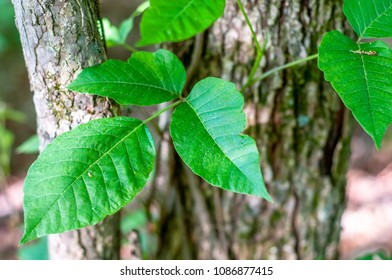 Poison Ivy Vine, Toxicodendron Radicans, Growing Up The Side Of A Tree Along A Hiking Trail.