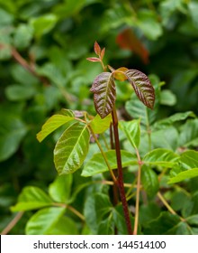 Poison Oak