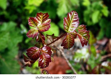 Poison Oak