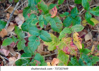 Poison Oak 