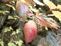 Poison Oak Growing Near A Creek In The Fall. Plant Identification. Leaves If Three, Let Them Be.