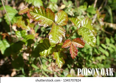 Poison Oak Images Stock Photos Vectors Shutterstock