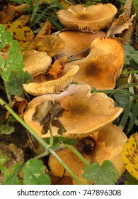 Poison Pax, Paxillus Involutus,