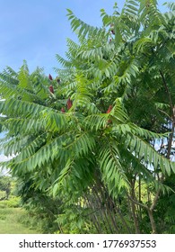 Poison Sumac Tree In Bloom