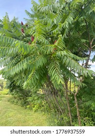 Poison Sumac Tree In Bloom