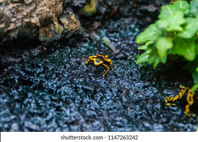 Frogs Belong Order Anuras That Constituted Stock Footage Video (100%