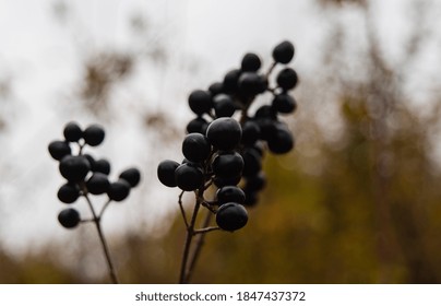 Poisonous Berries High Res Stock Images Shutterstock Poisonous Berries High Res Stock Images Shutterstock
