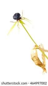 Poisonous Berry Of True Lovers Knot, Paris Quadrifolia,  Isolated Onwhite Background