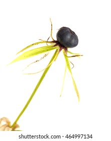 Poisonous Berry Of True Lovers Knot, Paris Quadrifolia,  Isolated Onwhite Background