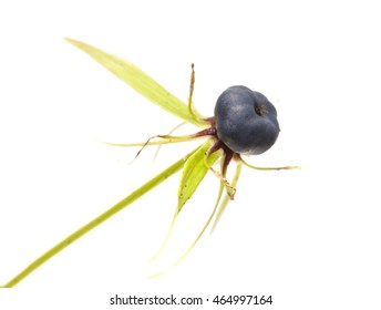 Poisonous Berry Of True Lovers Knot, Paris Quadrifolia,  Isolated Onwhite Background