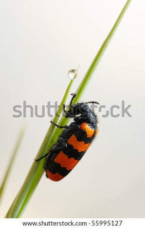 Similar – Image, Stock Photo random sample Insect Green