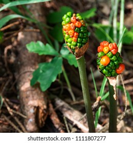 Poisonous Cuckoo Pint In Europe, Germany