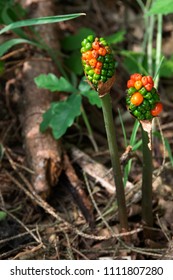 Poisonous Cuckoo Pint In Europe, Germany