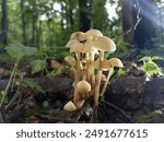 Poisonous dangerous mushrooms in green summer fresh forest. The topic of poisonous dangerous mushrooms in an old fallen leaf.