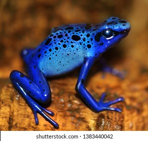 Poisonous Dart Blue Frog With Black Spots, Dendrobatidae, Macro Photography