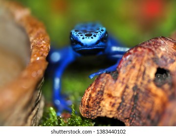 Poisonous Dart Blue Frog With Black Spots, Dendrobatidae, Macro Photography