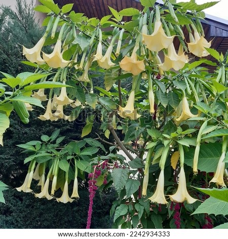 Poisonous durman  flowers of Datura Metel Ballerina Yellow - Commonly called horn of plenty, devil's trumpet, angel's trumpet or thornapple is originally from South China. Toxic plants. 