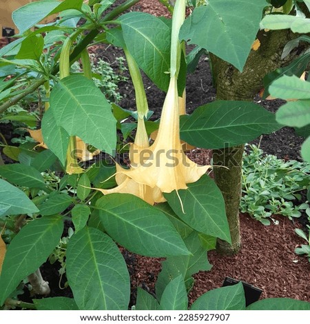 Poisonous durman  flowers of Datura Metel Ballerina Yellow - Commonly called horn of plenty, devil's trumpet, angel's trumpet or thornapple is originally from South China. Toxic plants in St Vincent 