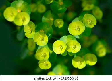 Poisonous Flower, Euphorbia Robbiae,  In The Wild And Garden Areas