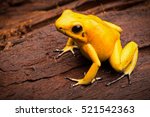 poisonous frog, poison dartfrog Phyllobates terribilis a dangerous animal from the tropical rain forest of Colombia. Toxic amphibian with bright yellow and orange colors