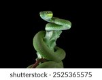 poisonous green snake above the branch, green viper snake on a black background, venomous and poisonous snake, animal closeup