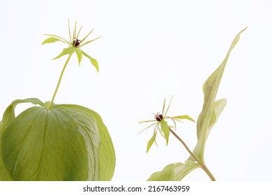 Poisonous Herb Paris Plant In Studio