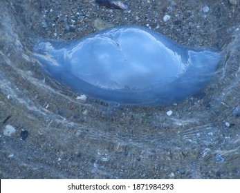 Poisonous Jellyfish Almost Hit The Shore