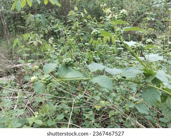poisonous jungle berries, asian wild jungle berries, thorny jungle berries and growing wild. Premature wild blackberries stock photo - Powered by Shutterstock
