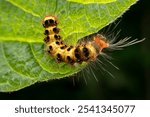 Poisonous moth larvae in the wild state 