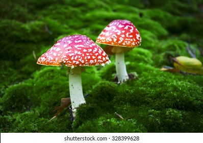  Poisonous Mushroom